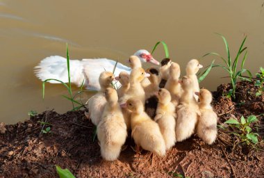Bir grup ördek dışarıda poz veriyor. Ördek yavruları su içmek için yem oluğuna gidiyor.. 