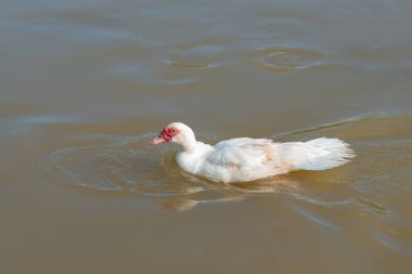 Küçük bir gölde yüzen beyaz ördekler