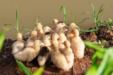 Ördek ailesi, ördekli anne ördek yavrusu .