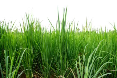 Beyaz arkaplanda yeşil çimen izole.