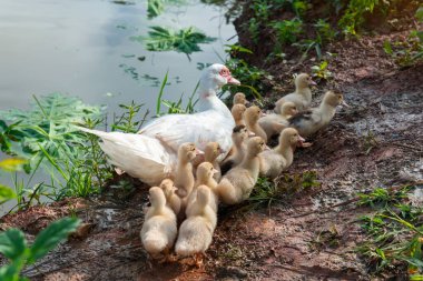 Ördek ailesi, ördekli anne ördek yavrusu .