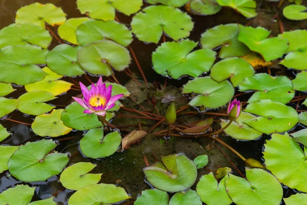 Lotus Flower Leaf Kolam Water Surface Top View Outdoor Sun — Stok Foto