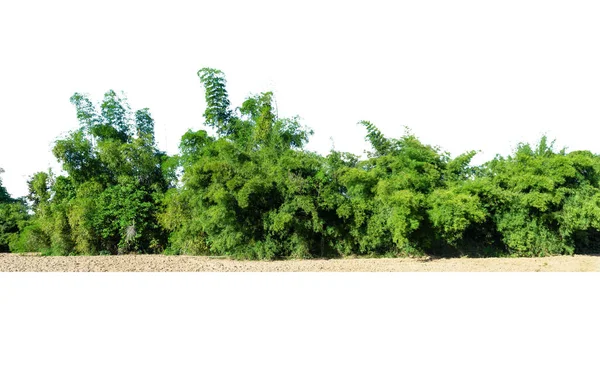 Группа Бамбуковых Деревьев Линии Саду Бамбуковые Леса Изолированы Белом Фоне — стоковое фото