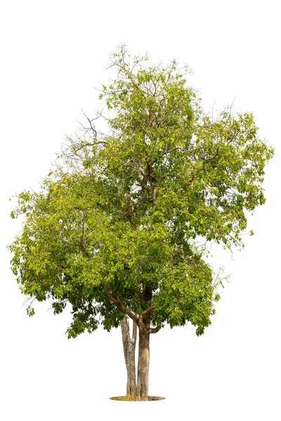 Árbol Verde Aislado Sobre Fondo Blanco Árboles Aislados Sobre Fondo — Foto de Stock