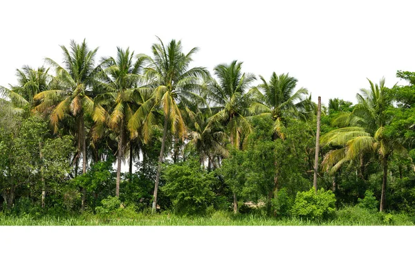 Beyaz Arkaplanda Izole Edilmiş Hindistan Cevizi Ağacının Sırası — Stok fotoğraf