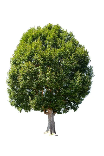 Beyaz zemin üzerinde izole edilmiş yeşil ağaç, beyaz zemin üzerinde izole edilmiş ağaçlar, tasarım, reklam ve mimari için izole edilmiş tropikal ağaçlar..