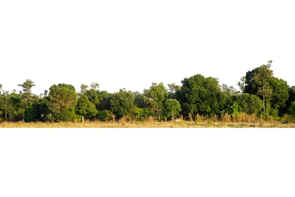 Вид Дерево Высокой Четкости Изолированное Белом Фоне Линия Дерева Изолировать — стоковое фото