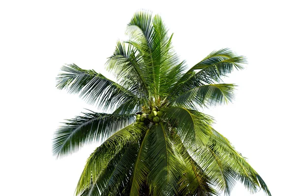 Leaves Coconut Tree Isolated White Background Clipping Path Included — Stock Photo, Image