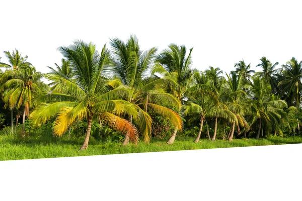 Line Coconut Tree Isolated White Background — Stock Photo, Image