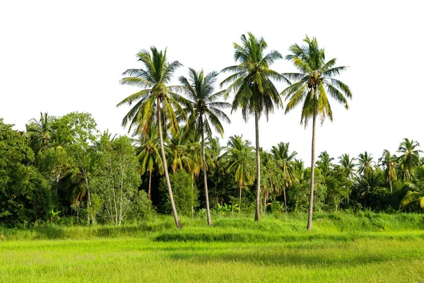 Reihe Von Kokosnussbäumen Isoliert Auf Weißem Hintergrund — Stockfoto