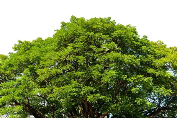 Árvores Folhas Tiradas Ângulo Baixo Para Topo — Fotografia de Stock