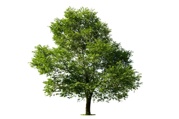 Beyaz zemin üzerinde izole edilmiş yeşil ağaç, beyaz zemin üzerinde izole edilmiş ağaçlar, tasarım, reklam ve mimari için izole edilmiş tropikal ağaçlar..