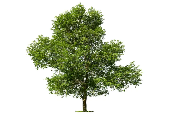 Beyaz zemin üzerinde izole edilmiş yeşil ağaç, beyaz zemin üzerinde izole edilmiş ağaçlar, tasarım, reklam ve mimari için izole edilmiş tropikal ağaçlar..