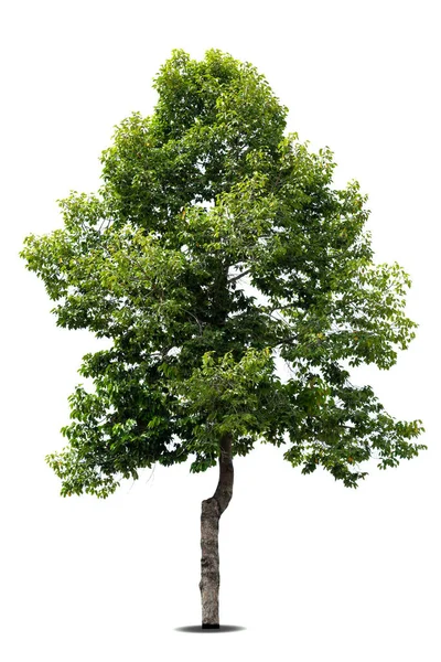 Geïsoleerde Groene Boom Witte Achtergrond Bomen Geïsoleerd Witte Achtergrond Tropische — Stockfoto