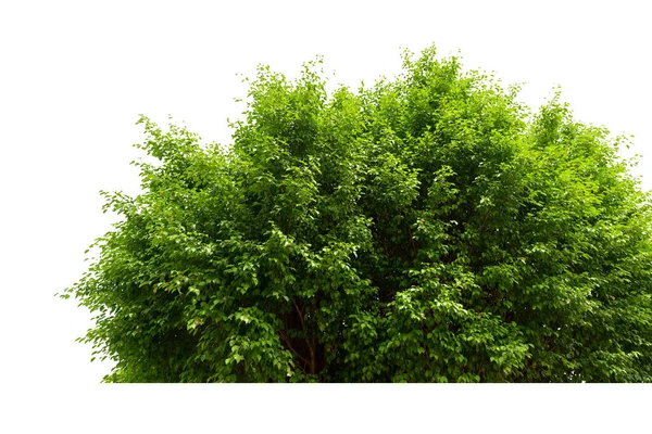 Árvores Folhas Tiradas Ângulo Baixo Para Topo — Fotografia de Stock