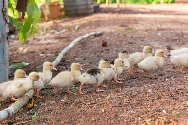 Groep Eendjes Poseren Buiten Eendjes Gaan Naar Voederbak Water Drinken — Stockfoto