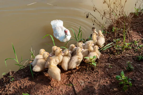 Familie Eenden Moedereend Met Eenden — Stockfoto