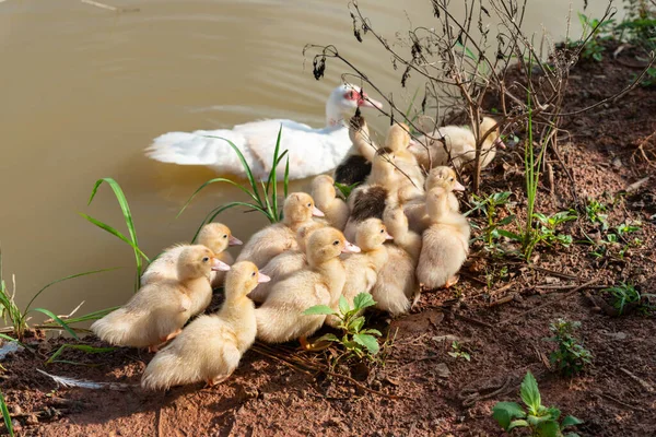 Bir grup ördek dışarıda poz veriyor. Ördek yavruları su içmek için yem oluğuna gidiyor.. 