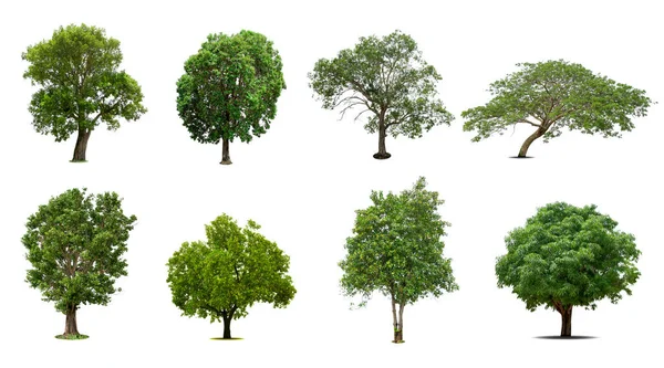 Beyaz arka planda izole edilmiş ağaçlar koleksiyonu, dizayn için egzotik tropikal ağaç.