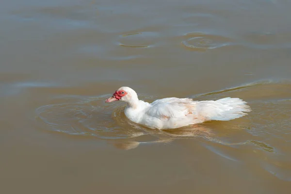 Witte Eenden Zwemmen Een Kleine Vijver — Stockfoto