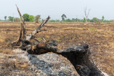 Burnt tree stump at the rice field after harvest, Thailand.