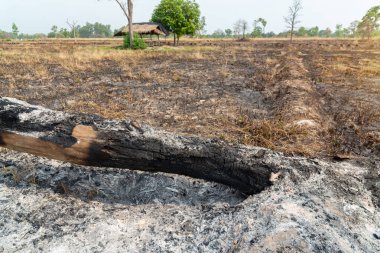 Burnt tree stump at the rice field after harvest, Thailand.