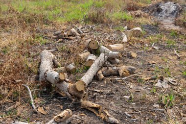 Evi ısıtmak, kış için odun toplamak ya da şenlik ateşi yakmak için hazırlanmış odun yığını..