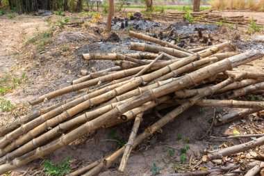 Kırsal bölgedeki sebze bahçelerini desteklemek için kullanılan bambu yığını. Eski bambu parçaları..
