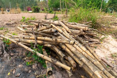 Kırsal bölgedeki sebze bahçelerini desteklemek için kullanılan bambu yığını. Eski bambu parçaları..