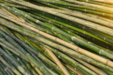 Bamboo trunk is commonly used to make bales of rice, home appliances and wickerwork in many countries in Asia.