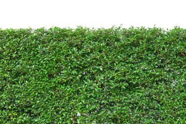 Yeşil ağaç çitleri, siyam çalı, diş fırçası ağacı, dekorasyon bahçesi için süsleme bitkileri. Beyaz arka planda izole edilmiş. kırpma yolu.