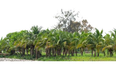 Beyaz arkaplanda izole edilmiş hindistan cevizi ağacının sırası.