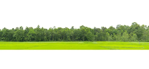 Panorama View High Definition Treeline Isolerad Vit Bakgrund — Stockfoto