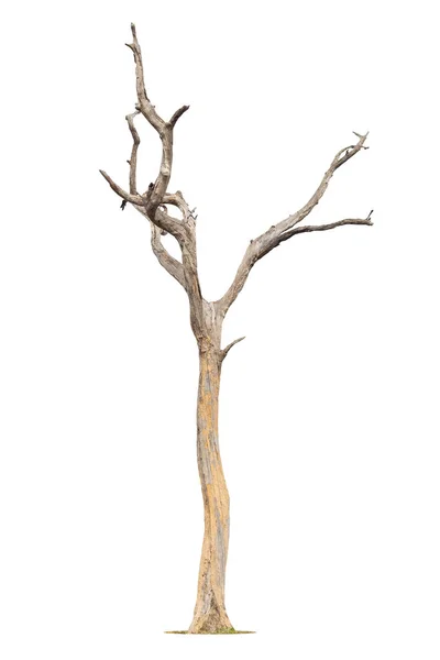Pojedyncze Stare Martwe Drzewo Odizolowane Białym Tle — Zdjęcie stockowe