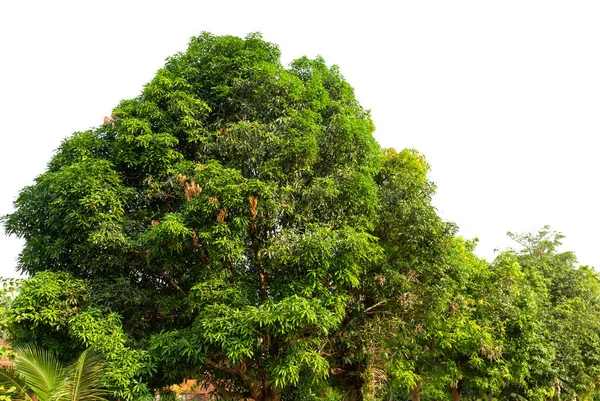 Árvores Vista Superior Fundo Natureza Com Folhas Verdes Isoladas Sobre — Fotografia de Stock