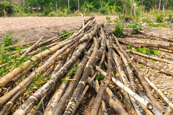 Una Pila Bambú Utilizado Para Apoyar Jardinería Vegetal Área Rural — Foto de Stock