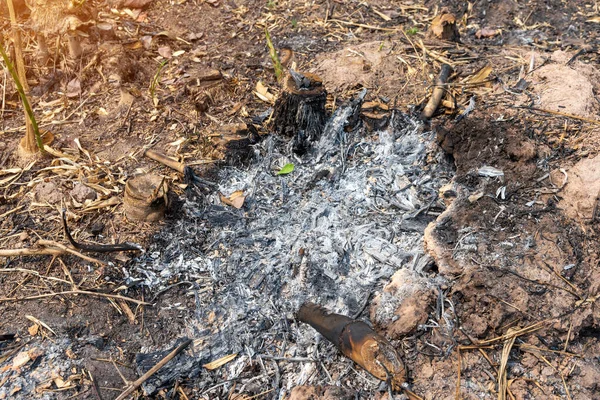 Bamboo Burning Garden Burning Bamboo Trees Leaving Ash Ground — стоковое фото