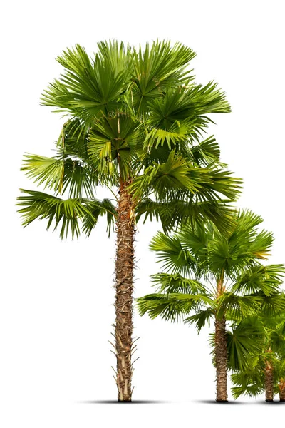 在白色背景上隔离的一组棕榈树 适合用于建筑设计 装饰工作 — 图库照片
