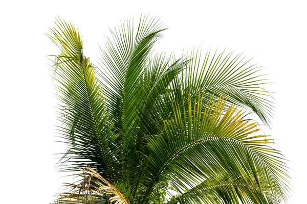 Liście Drzewa Kokosowego Izolowane Białym Tle Ścieżka Obcinania Włączone — Zdjęcie stockowe