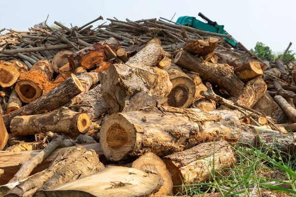 Firewood Woodpile Troncos Pinho Recém Picados Floresta Empilhados Uns Cima — Fotografia de Stock