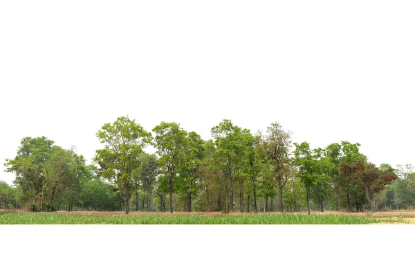 Yüksek Çözünürlüklü Ağaç Hattının Görüntüsü Beyaz Zemin Yeşil Ağaçlar Orman — Stok fotoğraf