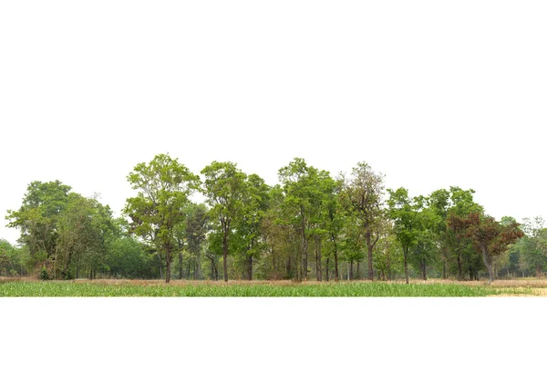 Vista Una Línea Árboles Alta Definición Aislada Sobre Fondo Blanco —  Fotos de Stock