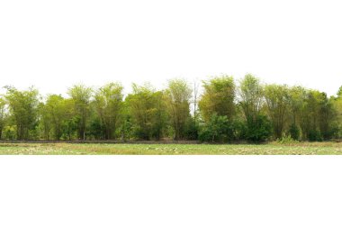 Group of bamboo trees island on white background.