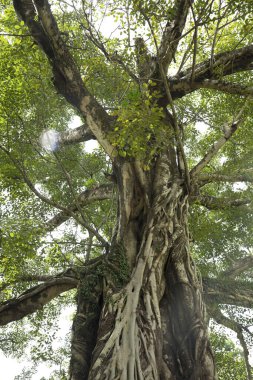 Tree trunk isolated on white background,  This has clipping path.