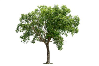 Beyaz zemin üzerinde izole edilmiş yeşil ağaç, beyaz zemin üzerinde izole edilmiş ağaçlar, tasarım, reklam ve mimari için izole edilmiş tropikal ağaçlar..