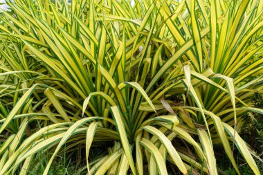 Yellow ornamental plants thai, Yellow-green leaves of Pandanus, Thai herbs.