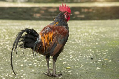  Horoz (horoz olarak da bilinir) kırsal alanda açık çiftlikte, çimento zeminde yürüyen güzel erkek tavuk.