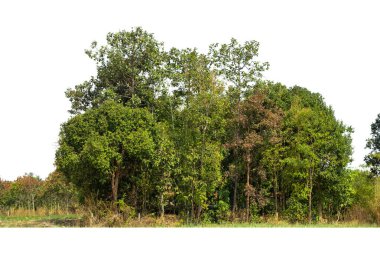 Yüksek çözünürlüklü ağaç hattının görüntüsü beyaz zemin, yeşil ağaçlar, orman ve yazın yeşillik.