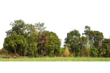 Yüksek çözünürlüklü ağaç hattının görüntüsü beyaz zemin, yeşil ağaçlar, orman ve yazın yeşillik.