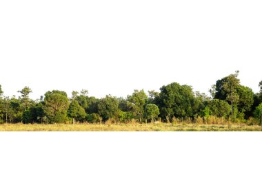 Yüksek çözünürlüklü ağaç hattının görüntüsü beyaz zemin, yeşil ağaçlar, orman ve yazın yeşillik.